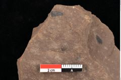 Foto (Detailansicht) von Graminea ? sp.  (NHMW-GEO-2024-0188-0389)